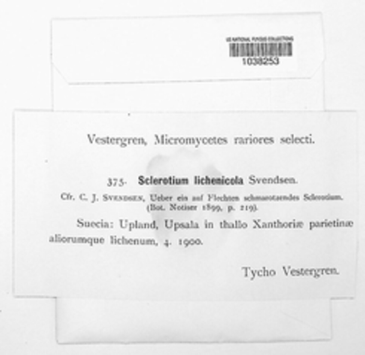 Sclerotium lichenicola image